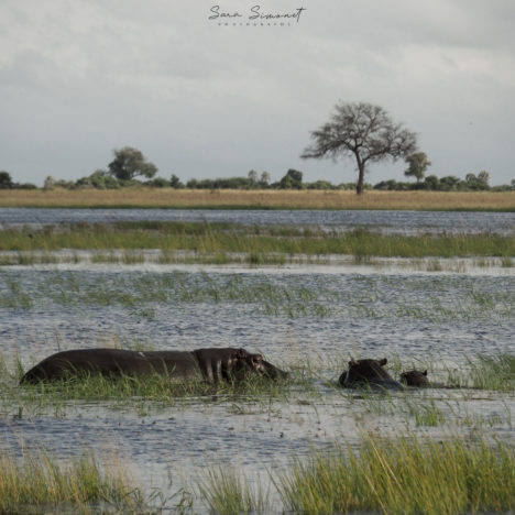 Botswana: Maun et le delta d’Okavango